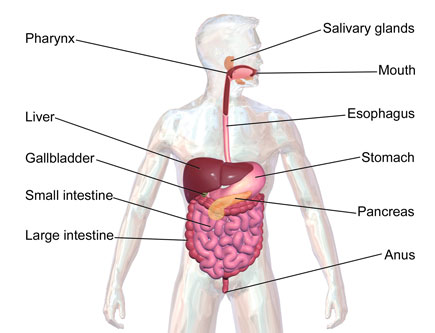 Intestinal Disorders