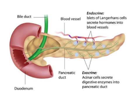 Pancreatic Disorders