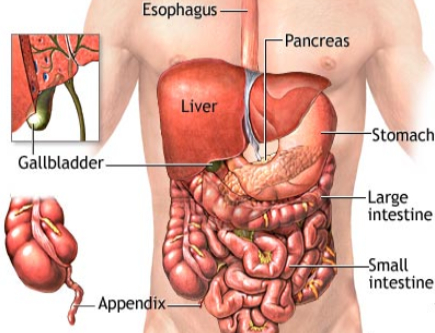 Stomach and Abdominal Pain
